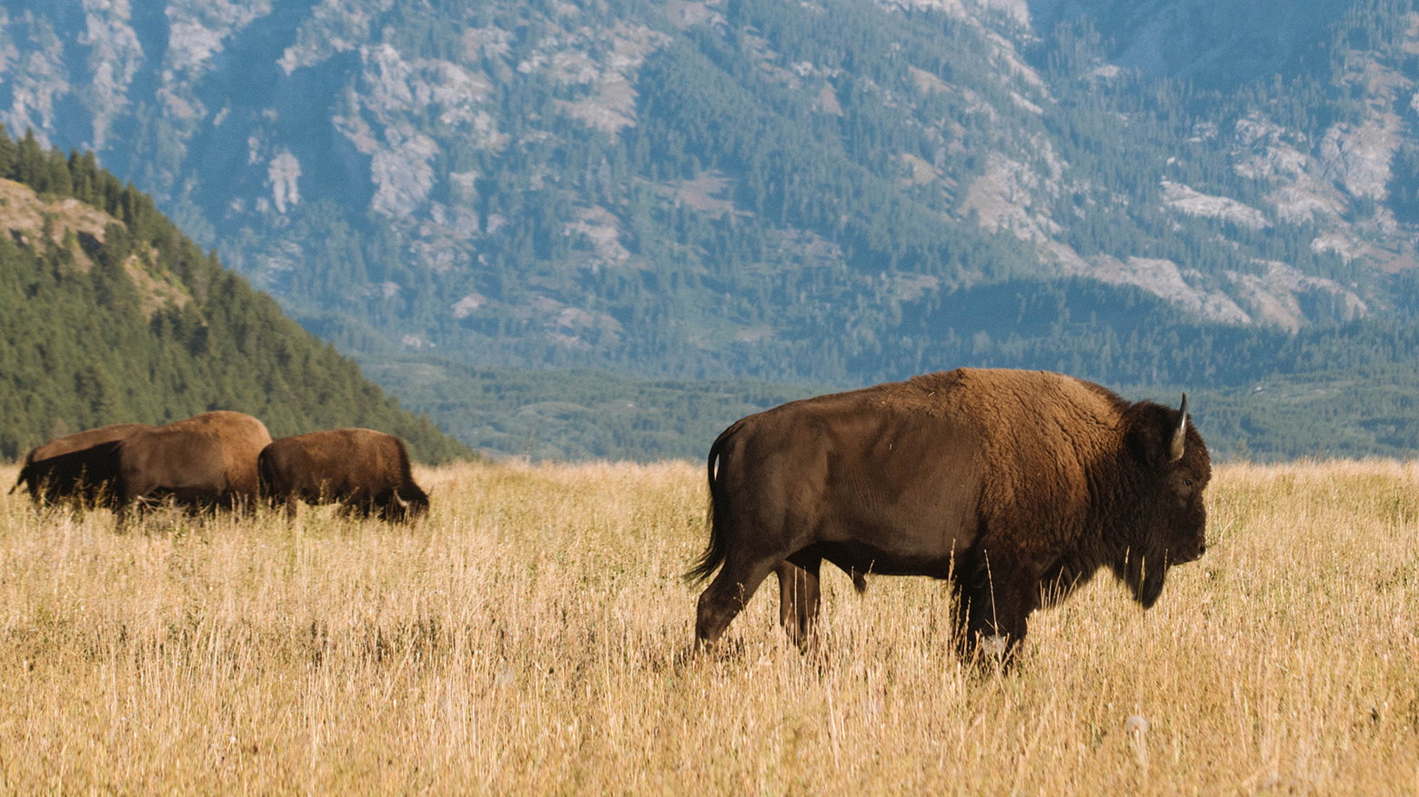 Bison