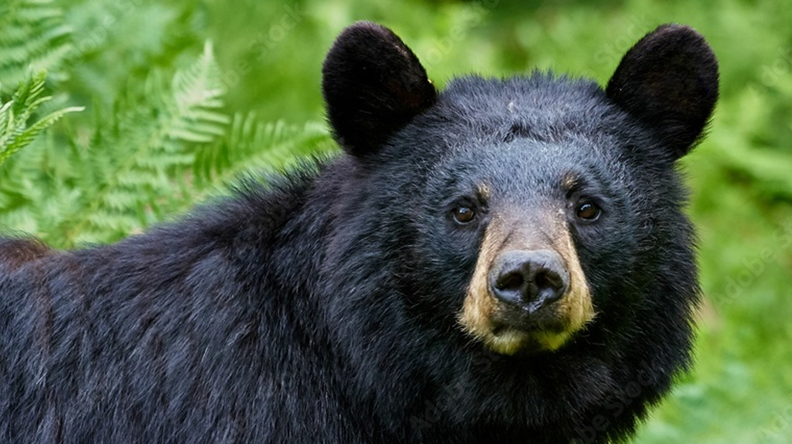 Black Bears