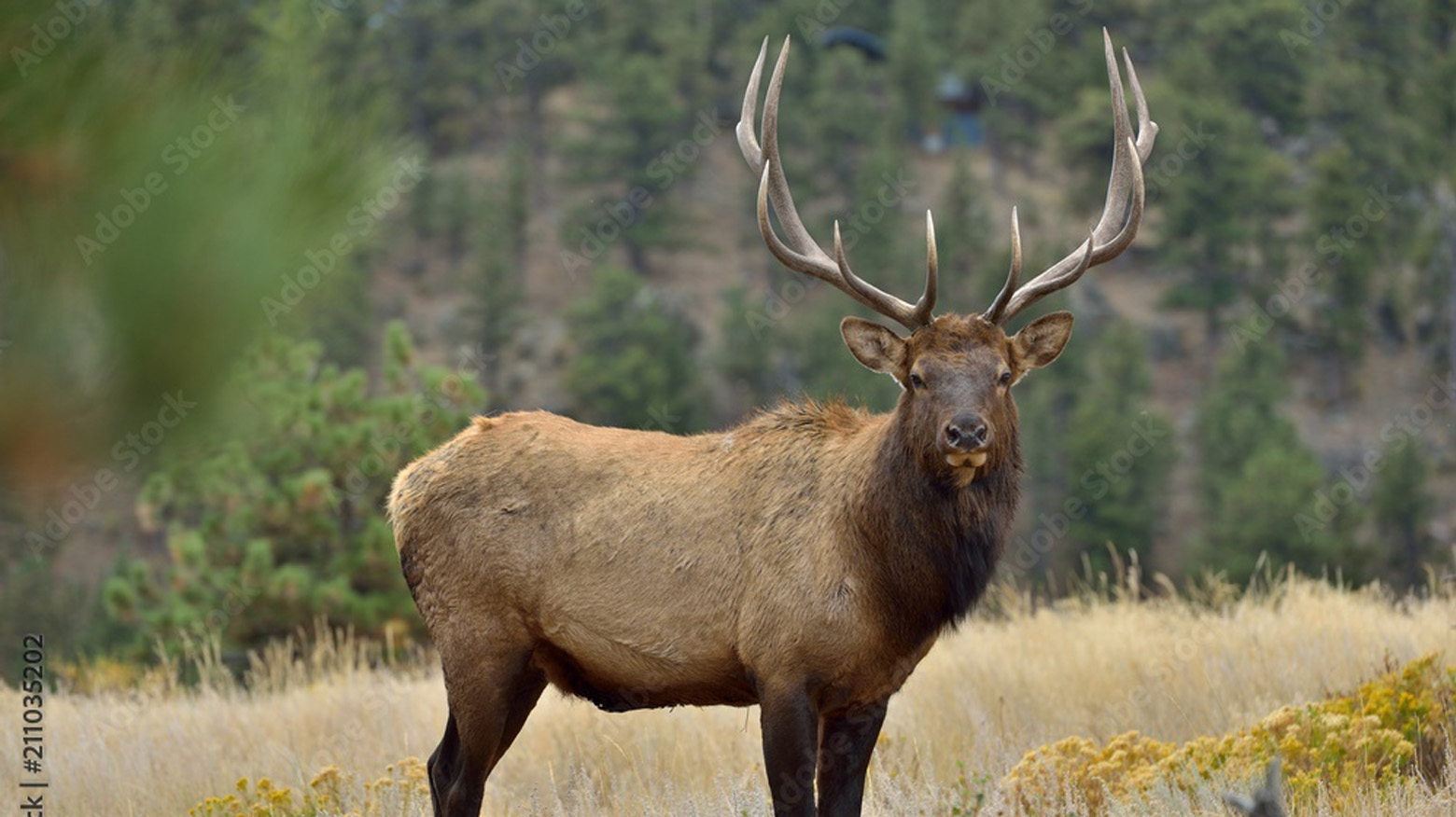 Elk