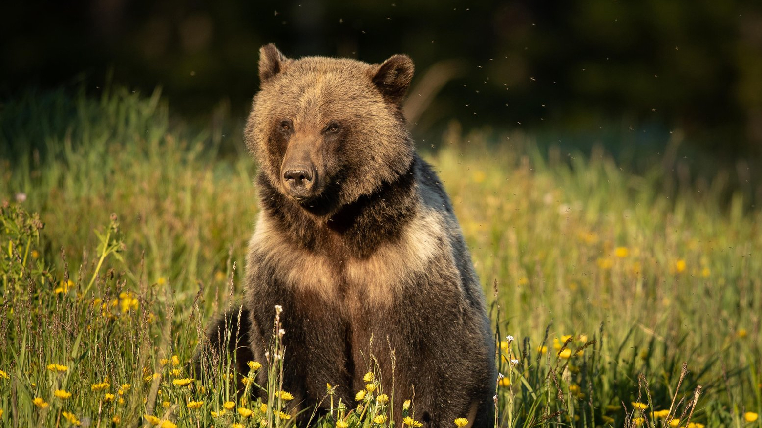 Grizzly Bears