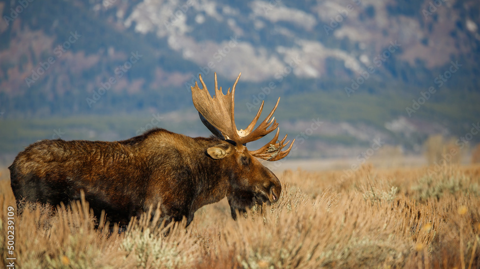 Moose