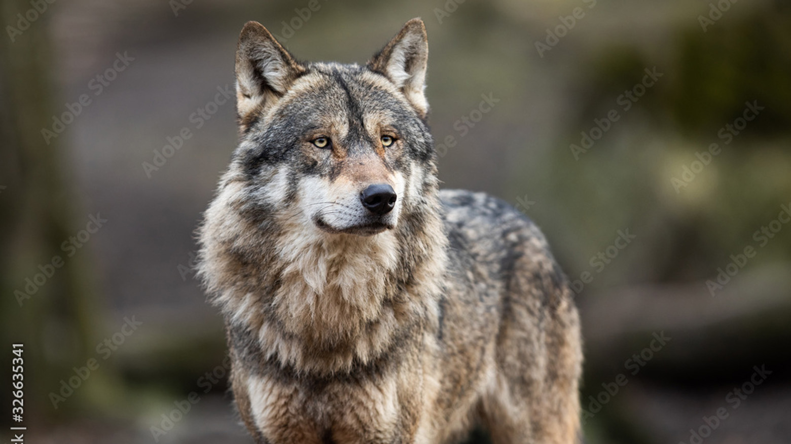 Wolves