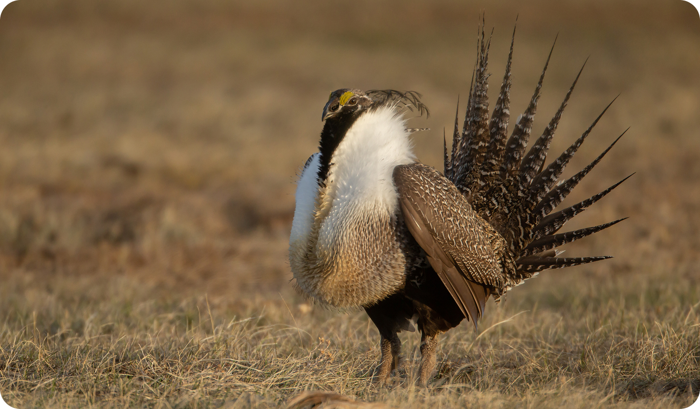 Greater Sage-Grouse