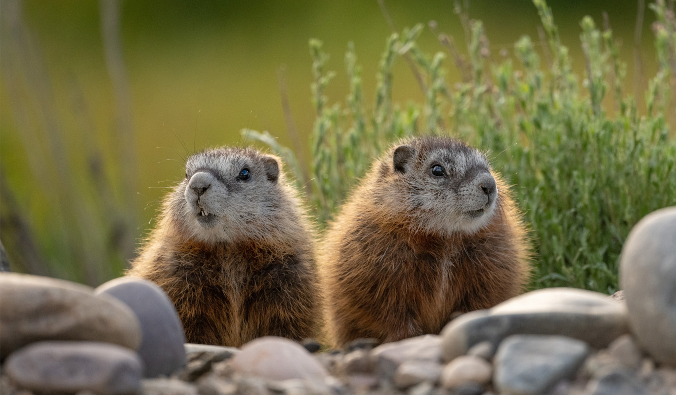 Yellow-Bellied Marmot