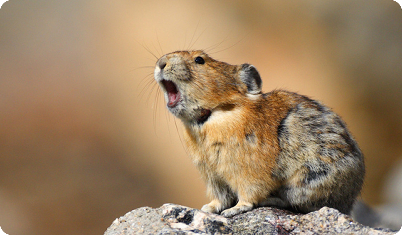 American Pika