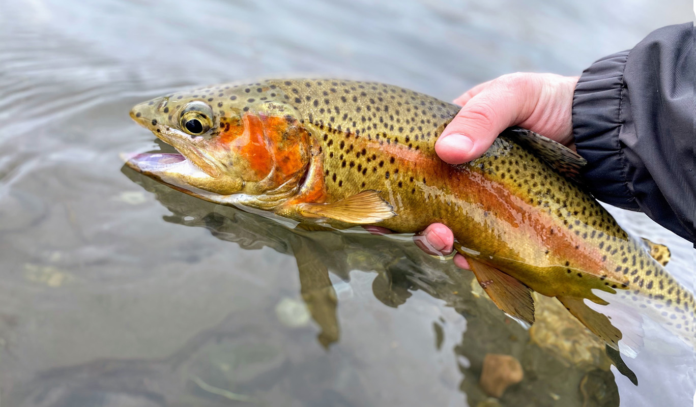 Snake River Finespotted Cutthroat Trout