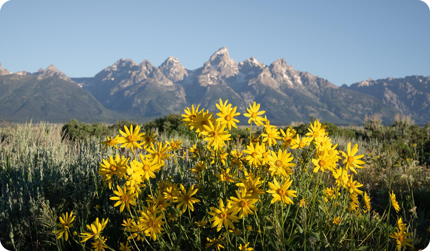 Wildflowers