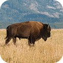 Bison