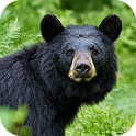 Black Bears