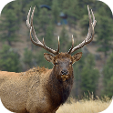 Elk