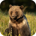 Grizzly Bears