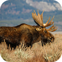 Moose