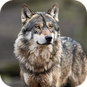 Wolves
